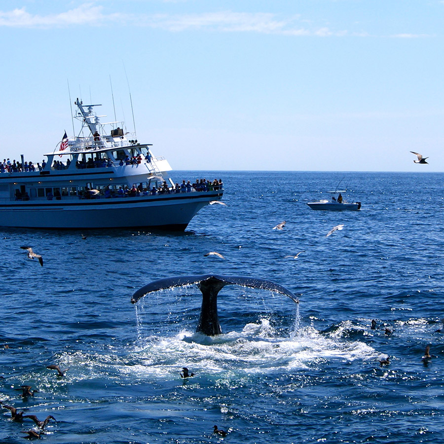 Whale watching